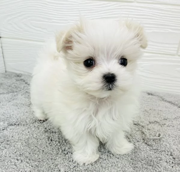 Cuccioli di maltese di 2 mesi ad Aosta