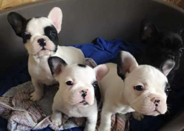 Cuccioli di bulldog francese di 2 mesi ad Aosta  | Foto 3