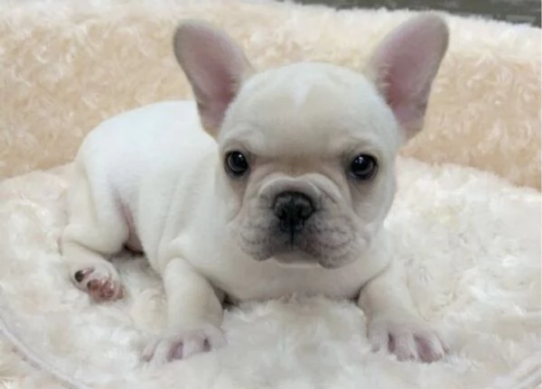Cuccioli di bulldog francese di 2 mesi ad Aosta  | Foto 1