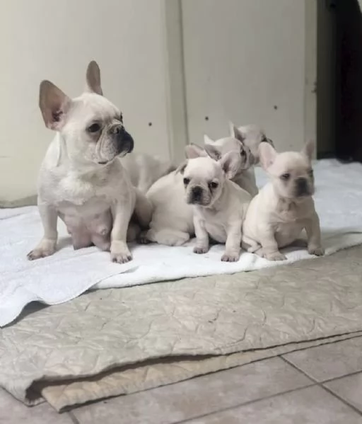Cuccioli di bulldog francese di 2 mesi ad Aosta  | Foto 0