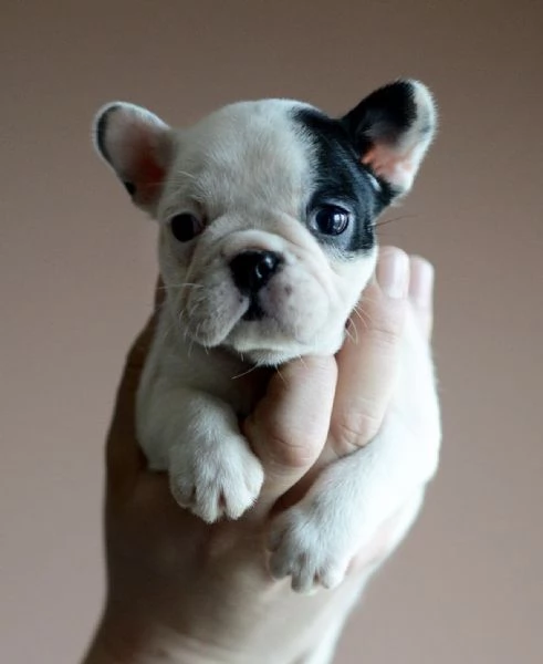 Cuccioli di bulldog francese di 2 mesi ad Aosta 