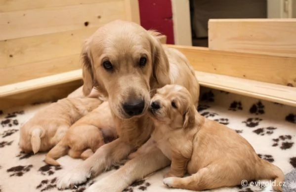 Cuccioli di Golden di 2 mesi ad Aosta  | Foto 3
