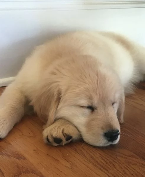 Cuccioli di Golden di 2 mesi ad Aosta  | Foto 2