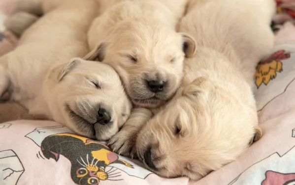 Cuccioli di Golden di 2 mesi ad Aosta  | Foto 1