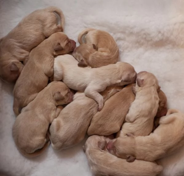 Cuccioli di Golden di 2 mesi ad Aosta  | Foto 0
