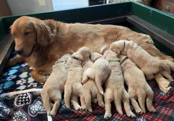 Cuccioli di Golden di 2 mesi ad Aosta 