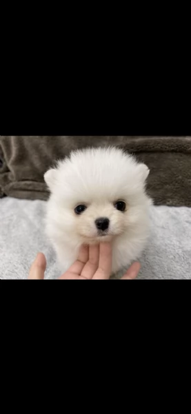 Cuccioli di volpino di Pomerania di 2 mesi ad Aosta 