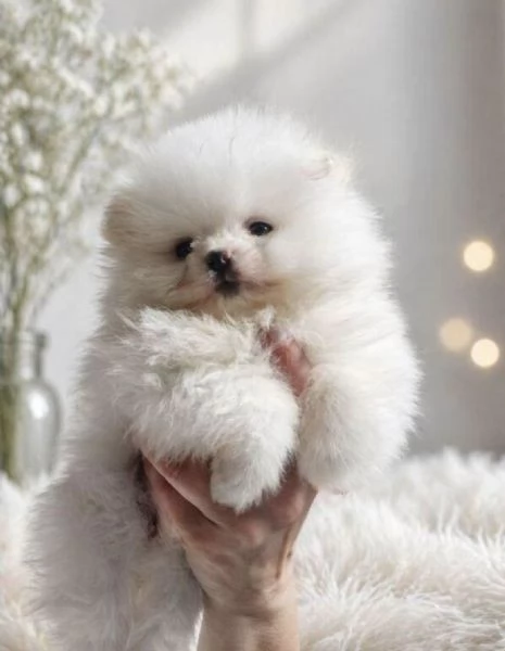 Cuccioli di volpino di Pomerania di 2 mesi ad Aosta  | Foto 1