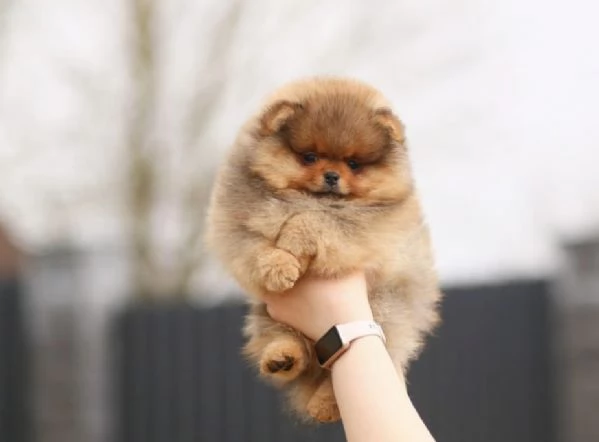 Cuccioli di volpino di Pomerania di 2 mesi ad Aosta  | Foto 0