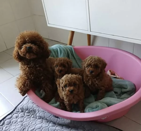 Cuccioli di Barboncino Toy di 2 mesi ad Aosta  | Foto 3