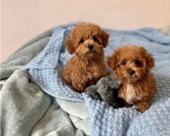 Cuccioli di Barboncino Toy di 2 mesi ad Aosta  | Foto 2