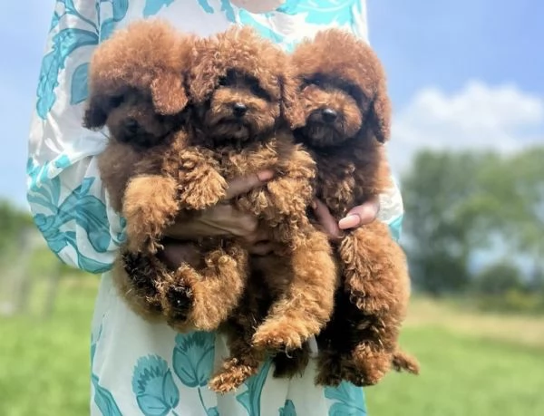 Cuccioli di Barboncino Toy di 2 mesi ad Aosta  | Foto 1