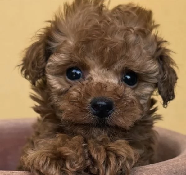 Cuccioli di Barboncino Toy di 2 mesi ad Aosta  | Foto 0