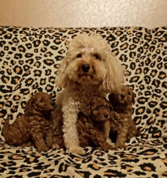 Cuccioli di Barboncino Toy di 2 mesi ad Aosta 
