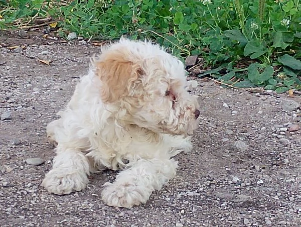 Cuccioli Lagotto romagnolo con pedigree 