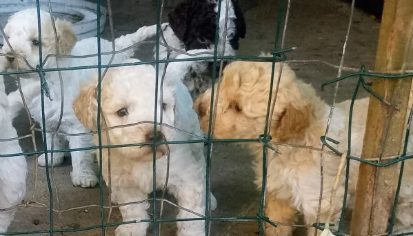 Cuccioli Lagotto romagnolo con pedigree  | Foto 1