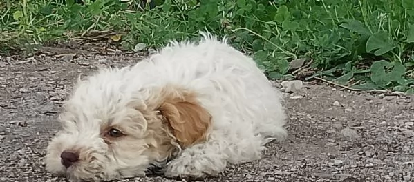 Cuccioli Lagotto romagnolo con pedigree  | Foto 0