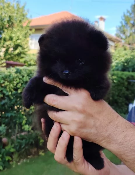 SPITZ POMERANIA NANO NERO CUCCIOLI