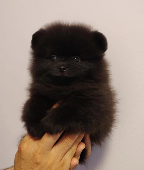 SPITZ POMERANIA NANO NERO CUCCIOLI | Foto 4
