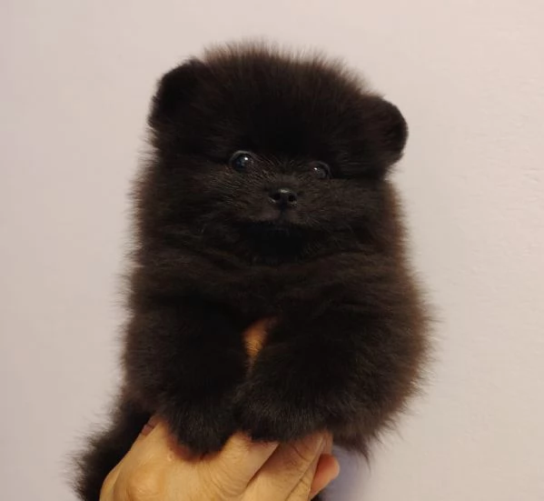 SPITZ POMERANIA NANO NERO CUCCIOLI | Foto 3