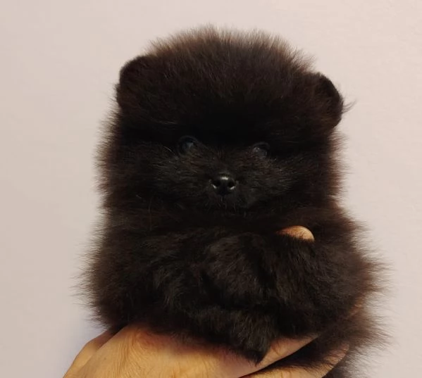 SPITZ POMERANIA NANO NERO CUCCIOLI | Foto 2