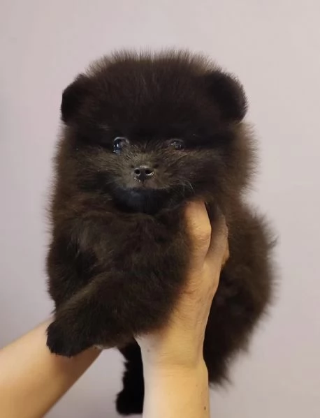 SPITZ POMERANIA NANO NERO CUCCIOLI | Foto 1