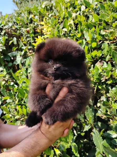 SPITZ POMERANIA NANO NERO CUCCIOLI | Foto 0