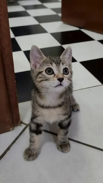 GIADA 3 MESI REGALO 