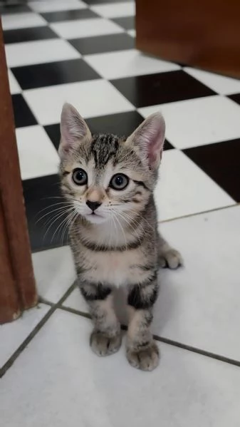 GIADA 3 MESI REGALO  | Foto 0