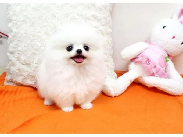 Regalo Pomeranian..