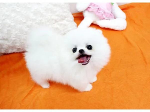 Regalo Pomeranian.. | Foto 0