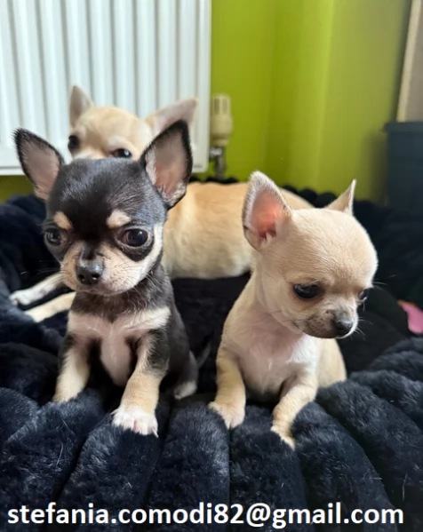 Regalo cuccioli di chihuahua Mini toy cuccioli di chihuahua mini toy  , ancora disponibili un maschi