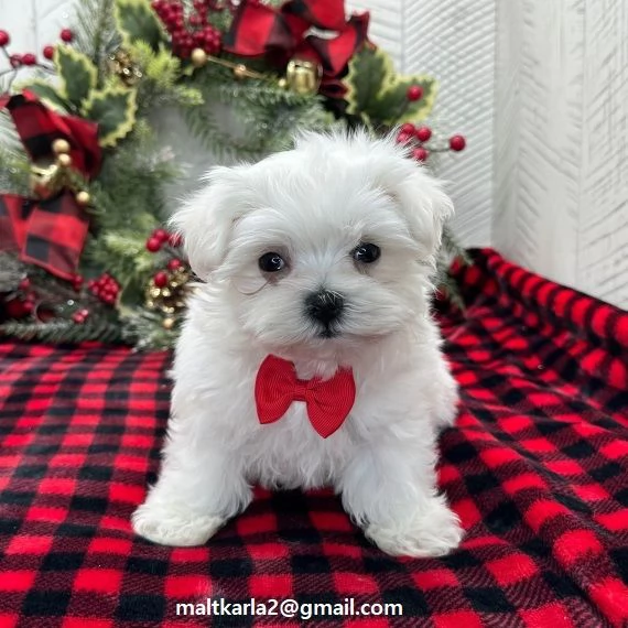  maltese CUCCIOLI (MASCHIO E FEMMINA) bellissimi cuccioli di maltese, maschio e femmina, si consegna