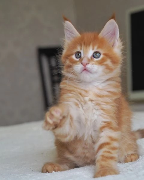 Gatitos Maine Coon disponibles