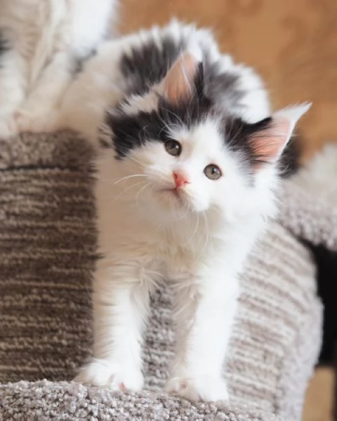 Gatitos Maine Coon disponibles | Foto 0