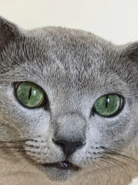 Blu di Russia 