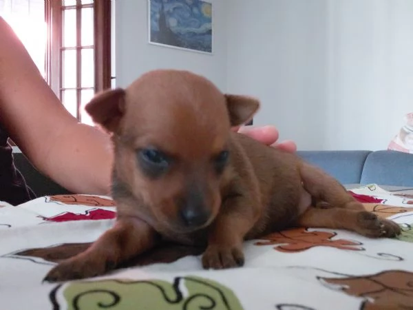 Pinscher Toy