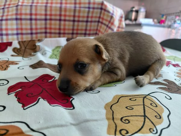 Pinscher Toy | Foto 2