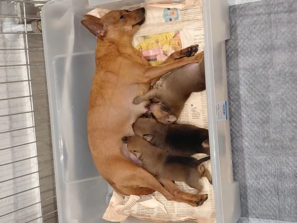 Pinscher Toy | Foto 1