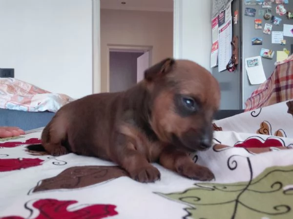 Pinscher Toy | Foto 0