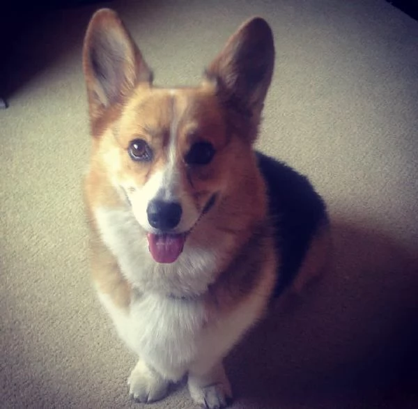 Adorabile cucciolo di Corgi