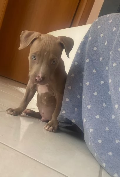 Disponibili