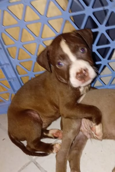 Disponibili | Foto 0