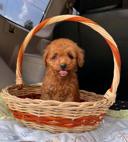 Cuccioli di Barboncino Toy – 3 mesi