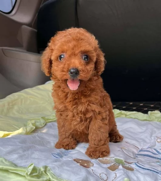 Cuccioli di Barboncino Toy – 3 mesi | Foto 0