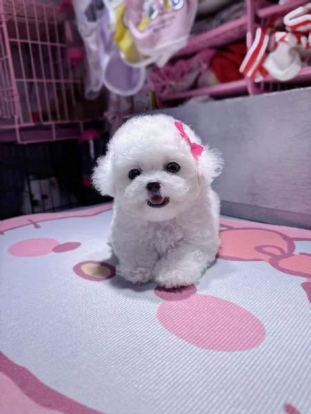 Cuccioli di Barboncino Toy – Pronti a conquistare il tuo cuore | Foto 0