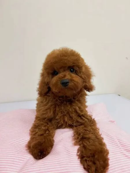 Cuccioli di barboncini toy
