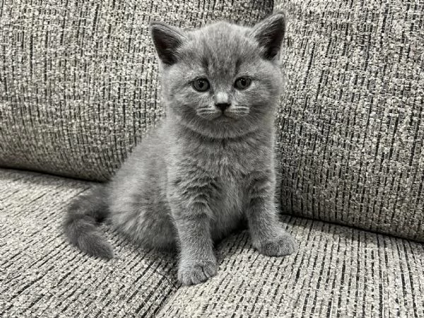 British Shorthair aspetta casa