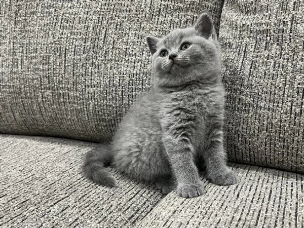 British Shorthair aspetta casa | Foto 0