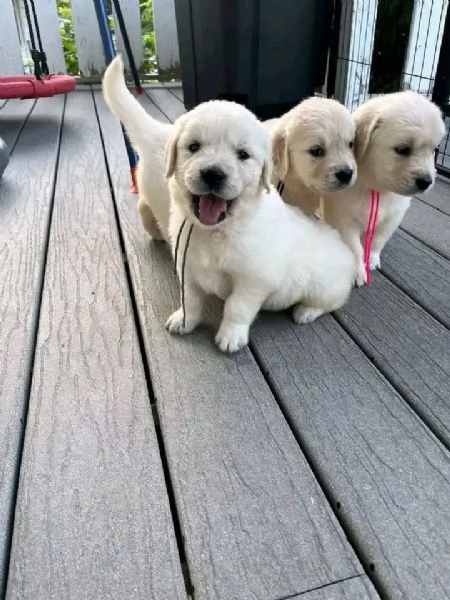 CUCCIOLI DI GOLDEN RETRIEVER | Foto 0